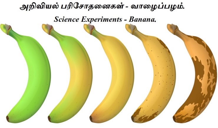 Science Experiments - Banana