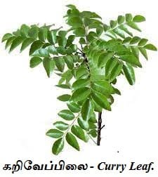 Curry-Leaf